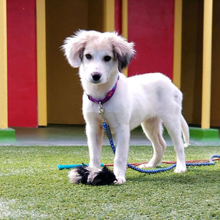 Pie, a Treeing Walker Coonhound and Great Pyrenees mix tested with EmbarkVet.com