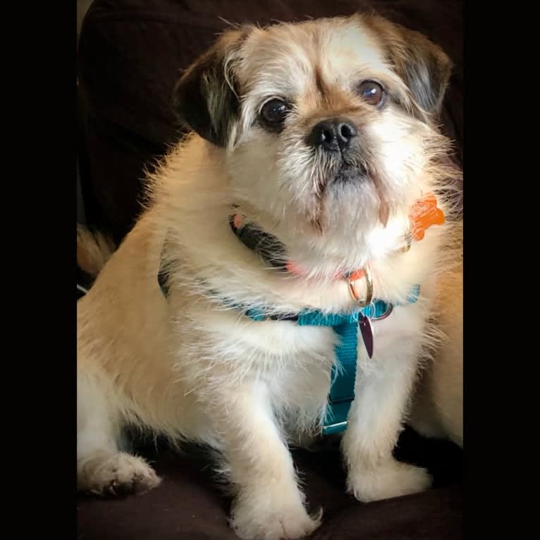 Winston, a Pugapoo tested with EmbarkVet.com