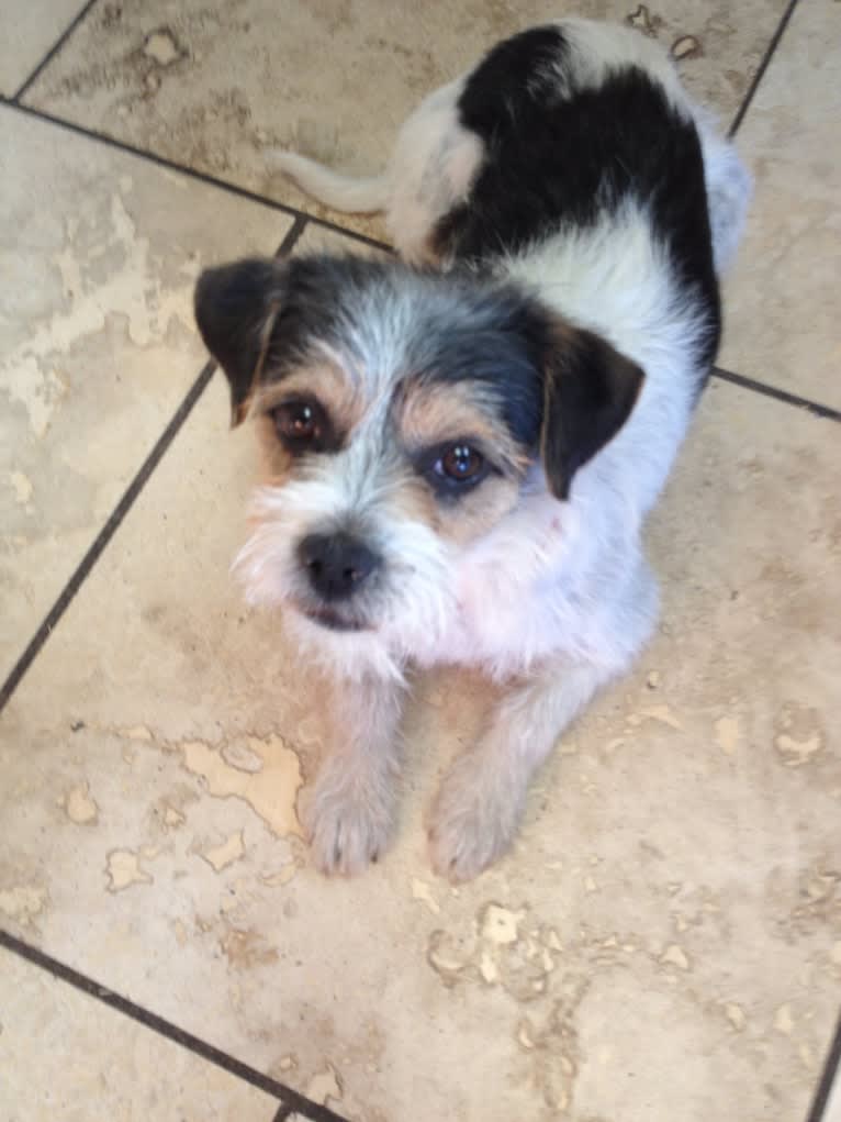 Riley, a Pekingese and Chihuahua mix tested with EmbarkVet.com