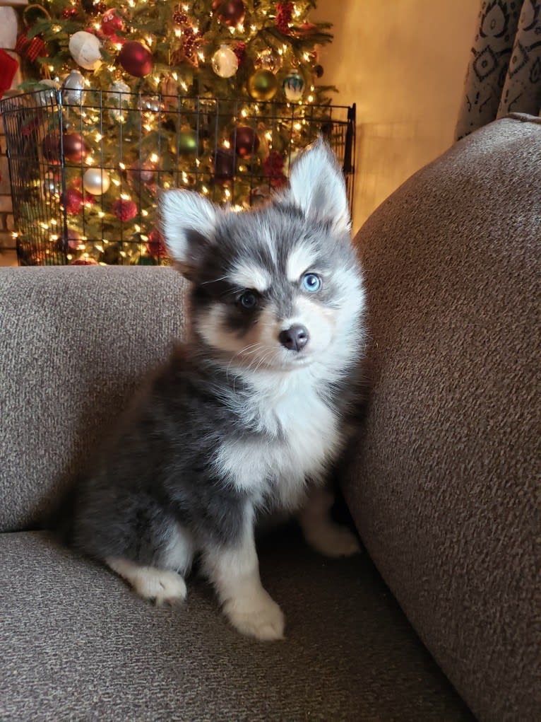 Levi Baloo, a Pomsky tested with EmbarkVet.com