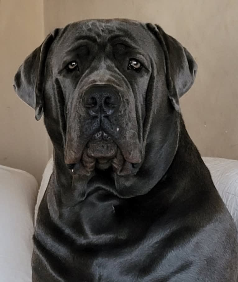 Jelani Jehzara, a Boerboel tested with EmbarkVet.com