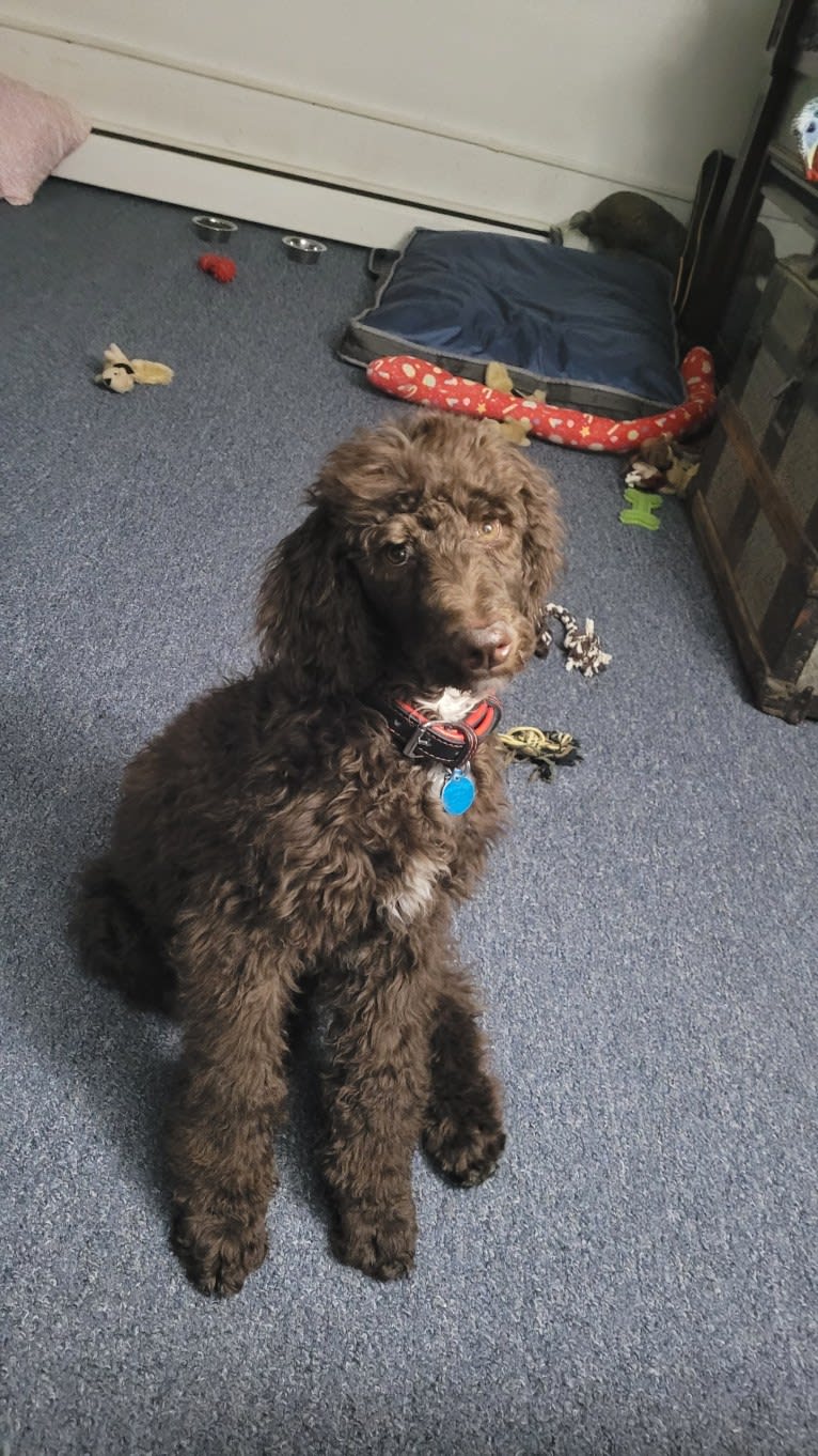 Dewy, a Poodle (Standard) tested with EmbarkVet.com