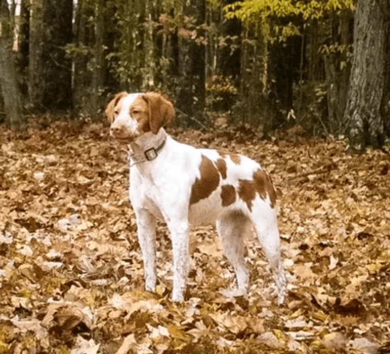 Belle, a Brittany tested with EmbarkVet.com