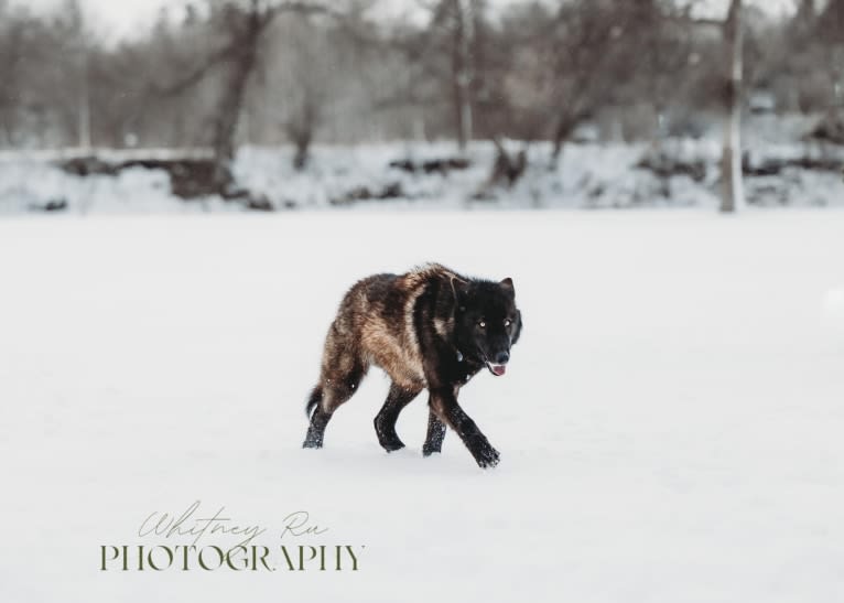 Rogue a dog tested with EmbarkVet.com