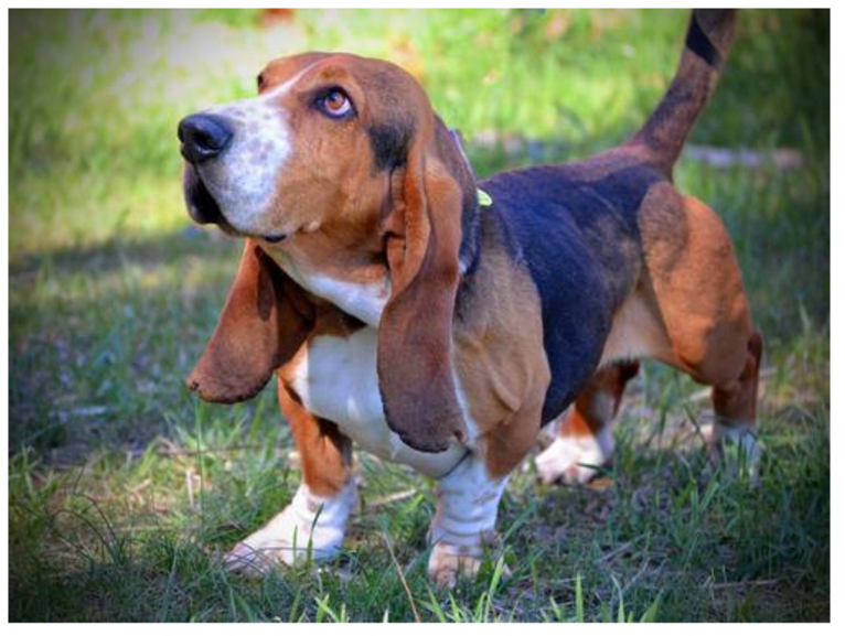 Teddy, a Basset Hound tested with EmbarkVet.com