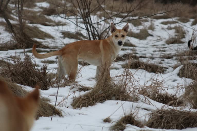 Loomy, a Carolina Dog tested with EmbarkVet.com