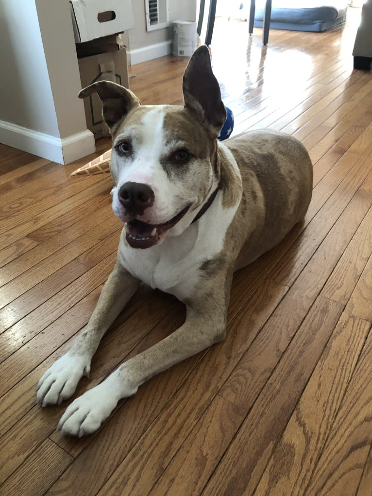 Louie, an American Pit Bull Terrier and American Staffordshire Terrier mix tested with EmbarkVet.com