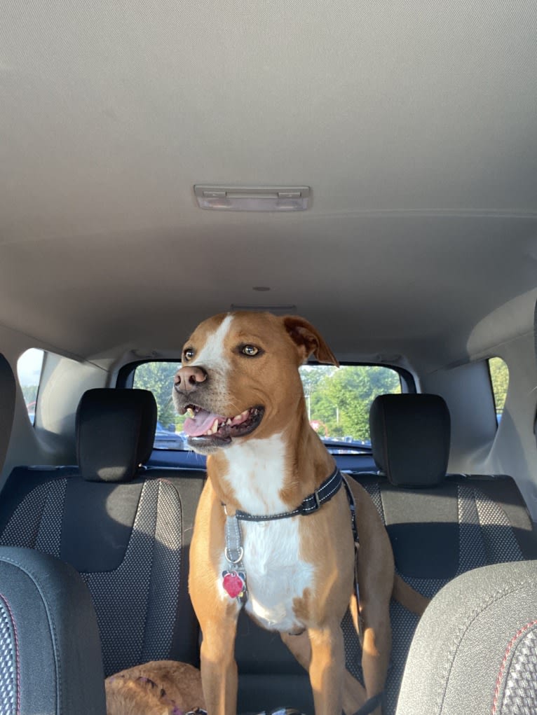 Oscar, an American Pit Bull Terrier and Dachshund mix tested with EmbarkVet.com