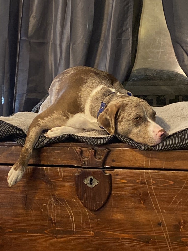 Opie Cunningham, a Catahoula Leopard Dog and American Bully mix tested with EmbarkVet.com