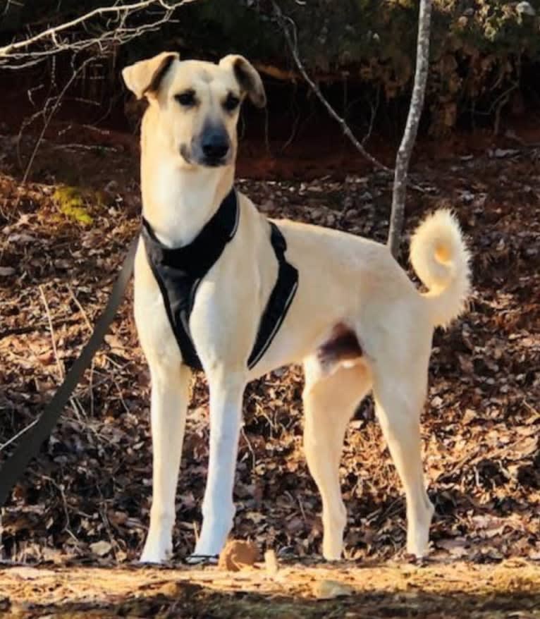 Conan, an Arabian Village Dog tested with EmbarkVet.com