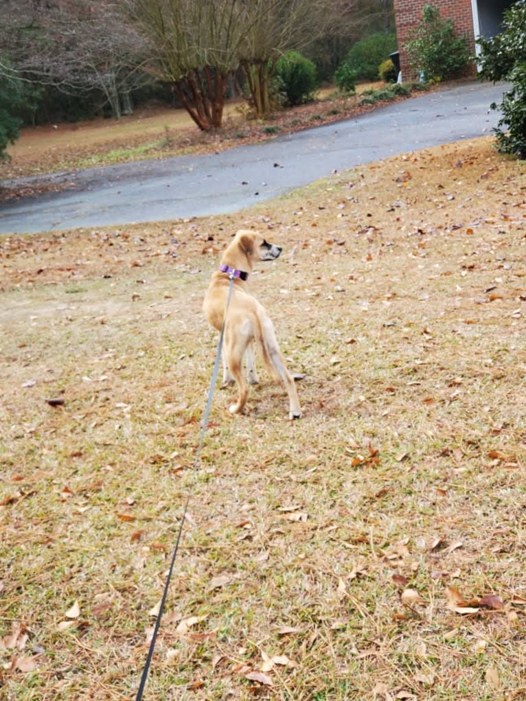Willow, a Boxer and Australian Shepherd mix tested with EmbarkVet.com