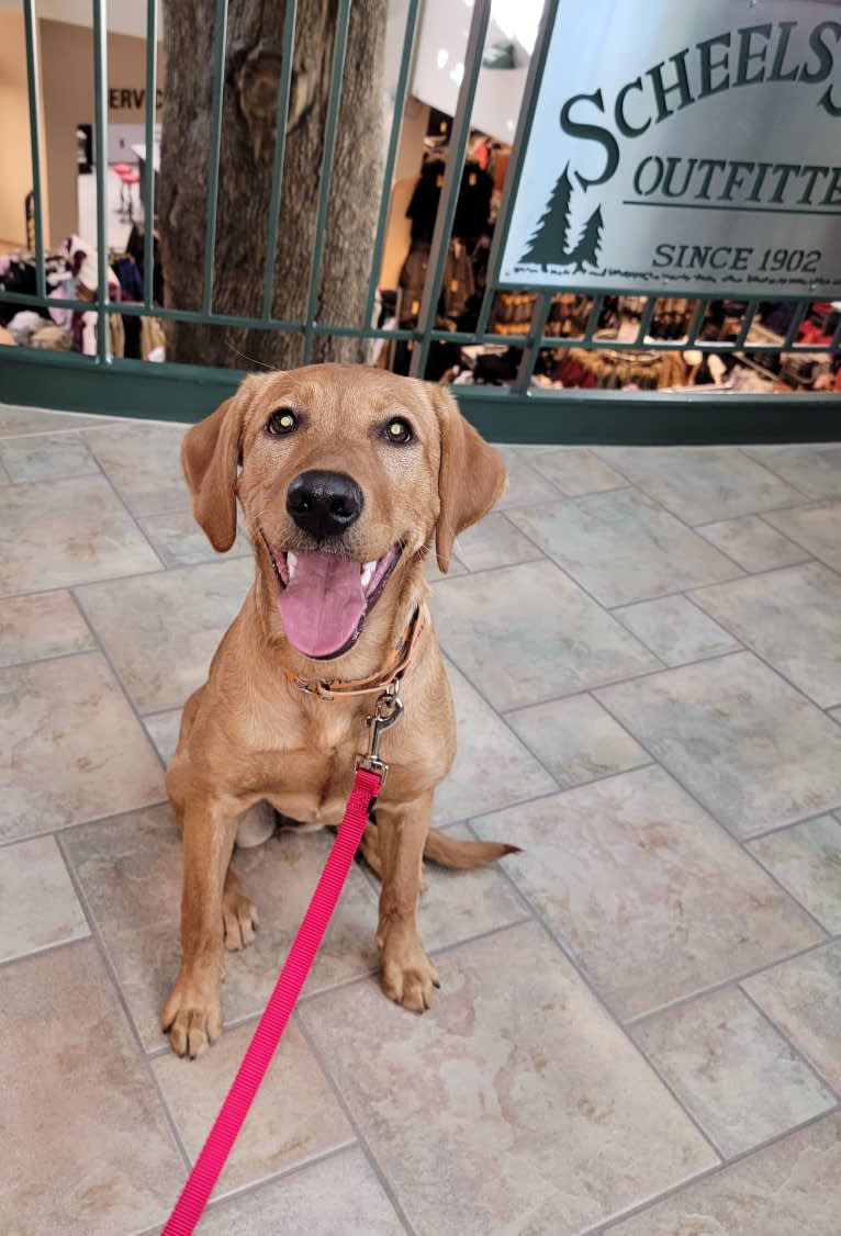 Glory, a Labrador Retriever tested with EmbarkVet.com