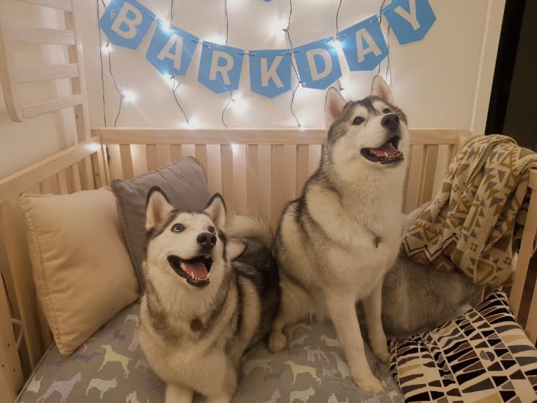 Timber, a Siberian Husky tested with EmbarkVet.com