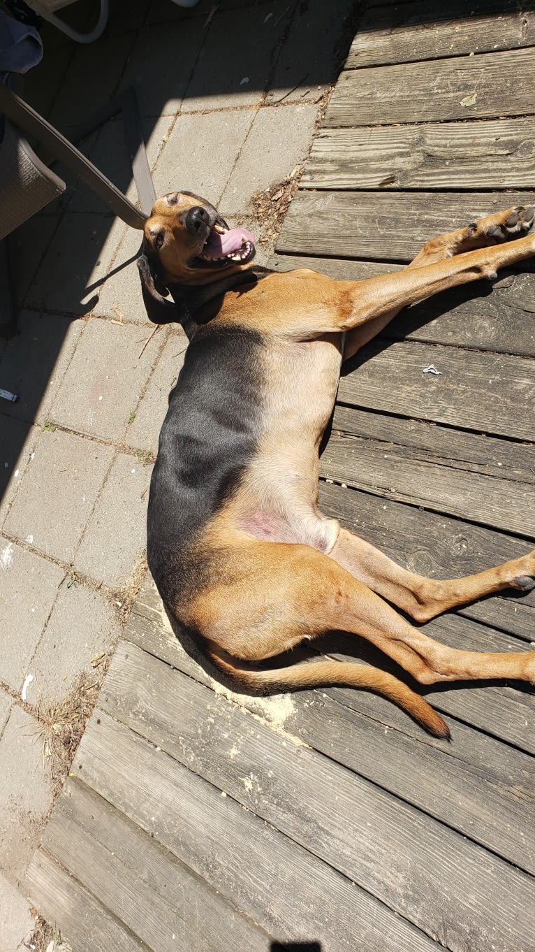 Gideon, a Greyhound and Treeing Walker Coonhound mix tested with EmbarkVet.com