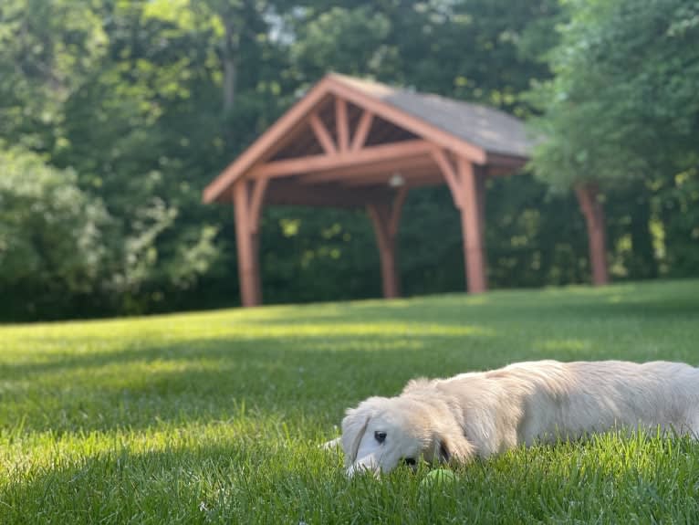 Whuzi, a Golden Retriever tested with EmbarkVet.com