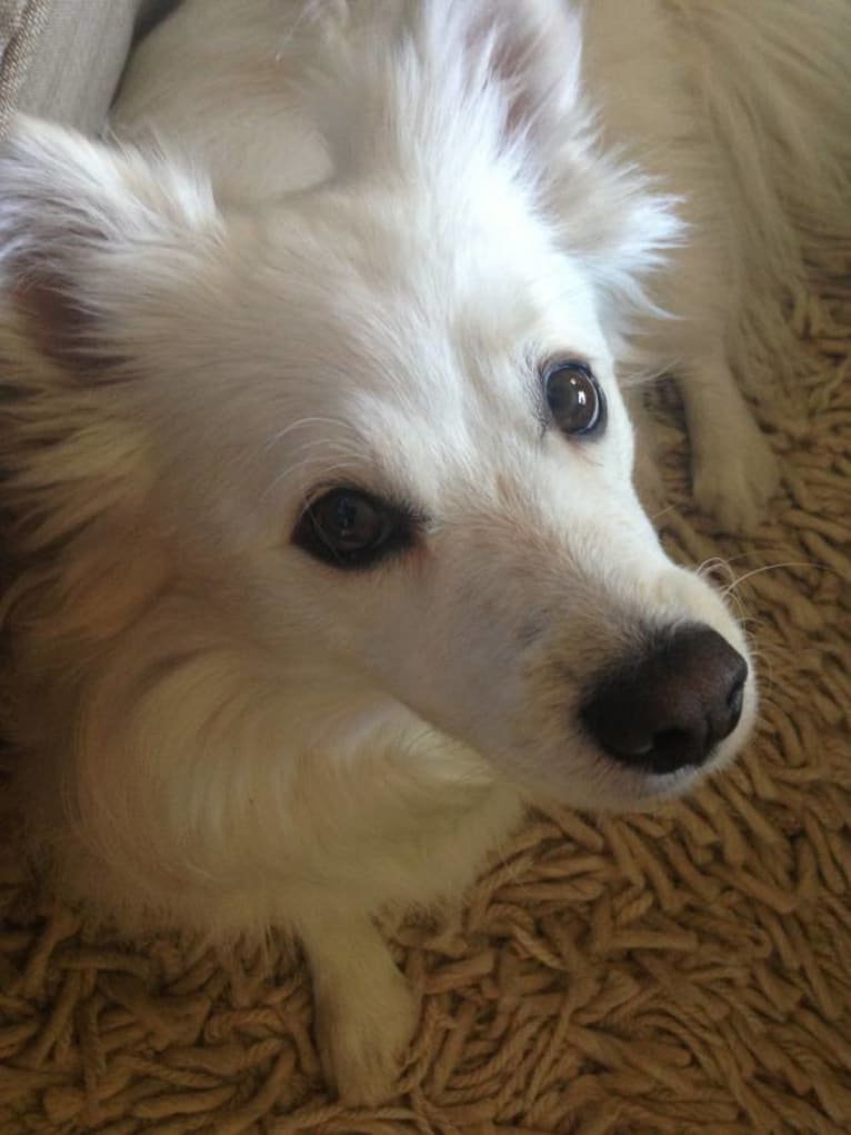 HooDoo, an American Eskimo Dog and Maltese mix tested with EmbarkVet.com