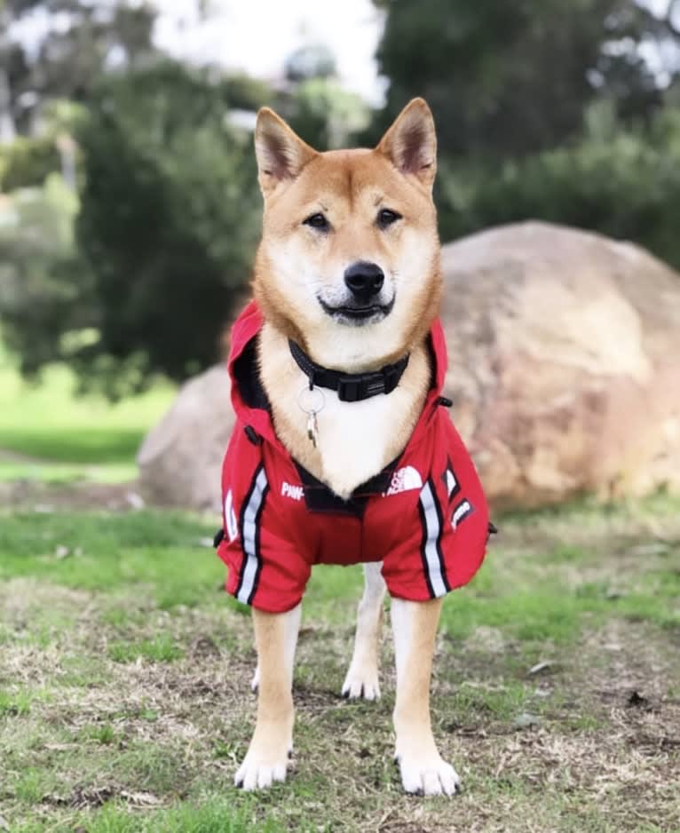 Max, a Shiba Inu tested with EmbarkVet.com