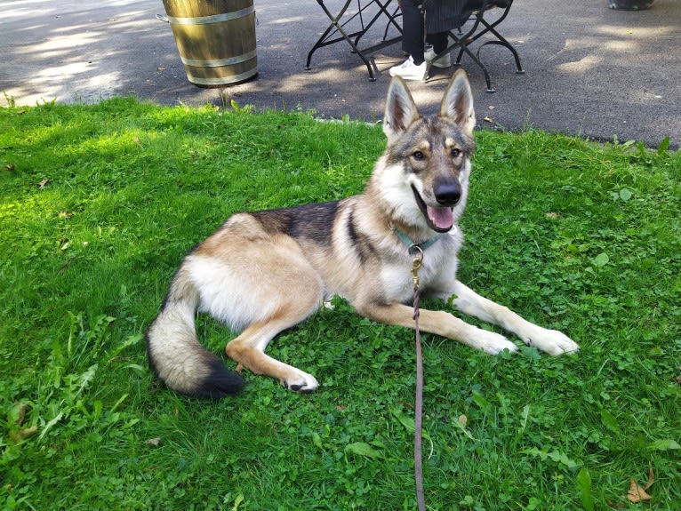 "Yakari"  Lone Tamaskan Arkham Bruce Wayne, a Siberian Husky and Alaskan Malamute mix tested with EmbarkVet.com