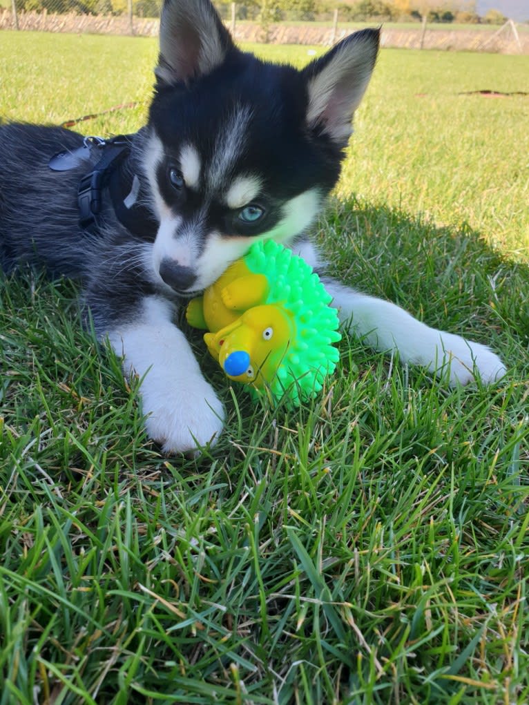 Shadow, a Siberian Husky and Pomeranian mix tested with EmbarkVet.com