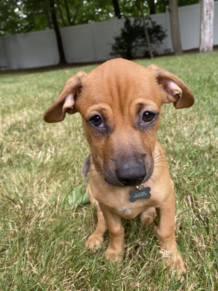 Harbor, a Chihuahua and Shih Tzu mix tested with EmbarkVet.com