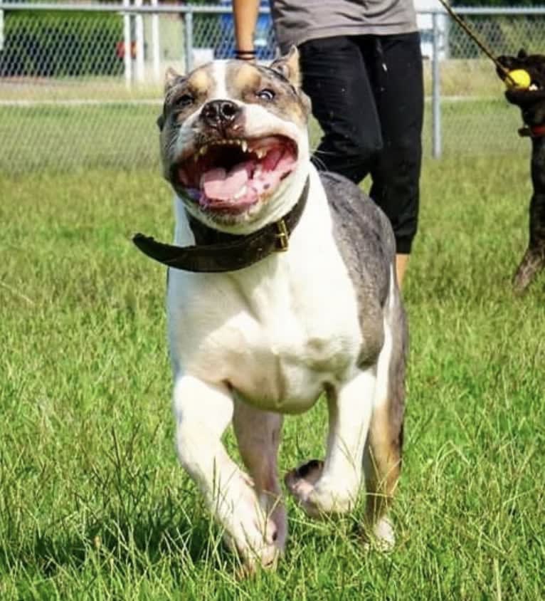 Koda, an American Bully tested with EmbarkVet.com