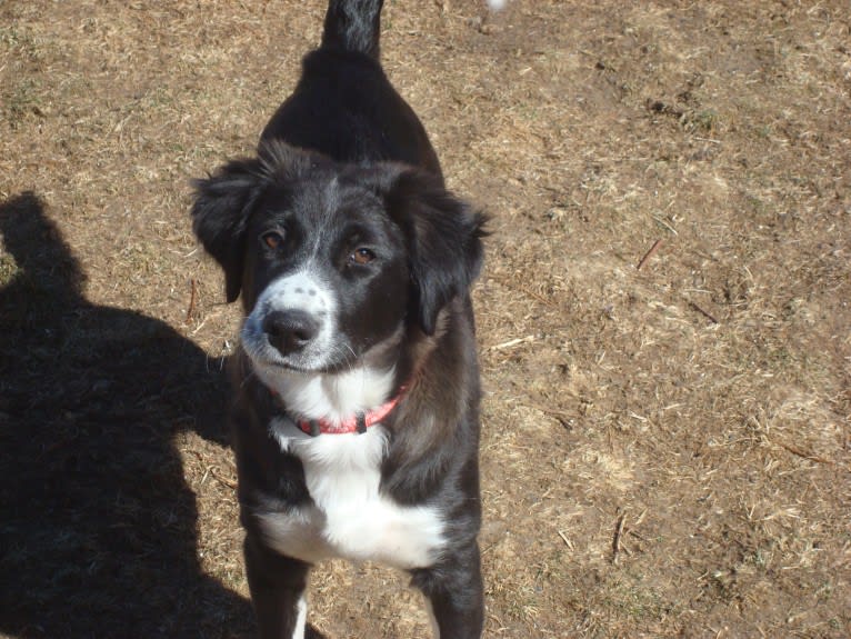 Max, an Arabian Village Dog tested with EmbarkVet.com