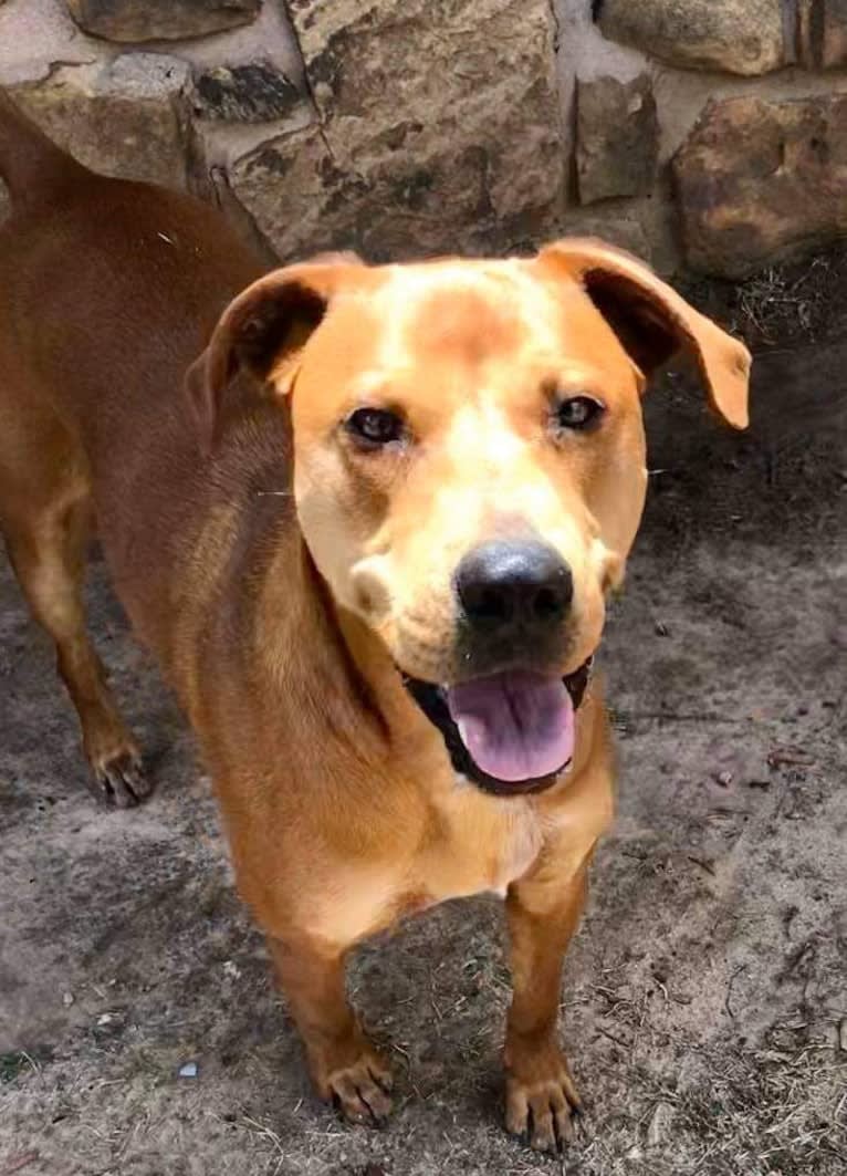 Cooper, an American Pit Bull Terrier and Boxer mix tested with EmbarkVet.com