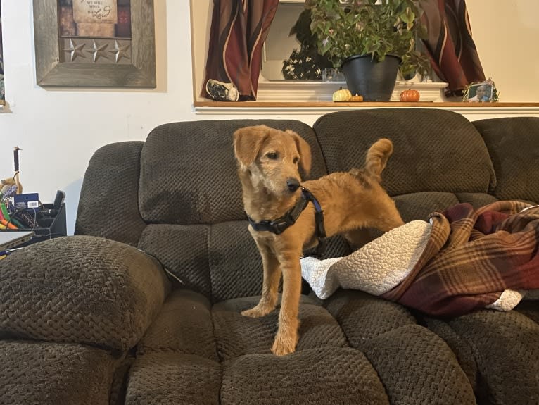 Buddy, a Poodle (Small) and Shiba Inu mix tested with EmbarkVet.com
