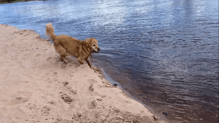 Timber “Gross Manor’s I’ll Be The One You Won’t Forget”, a Golden Retriever tested with EmbarkVet.com