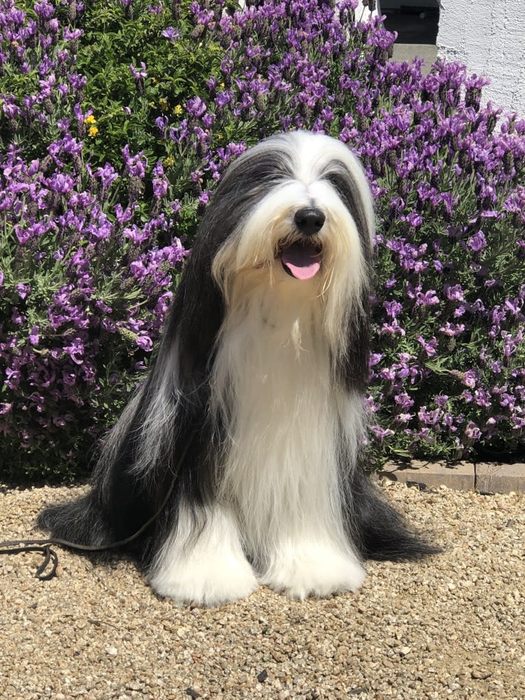 Belle, a Bearded Collie tested with EmbarkVet.com