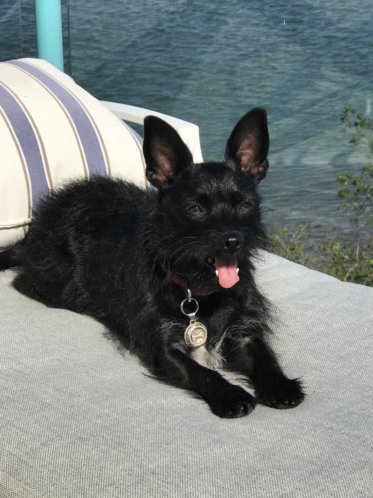 Ella Poppy, a Miniature Schnauzer and Chihuahua mix tested with EmbarkVet.com