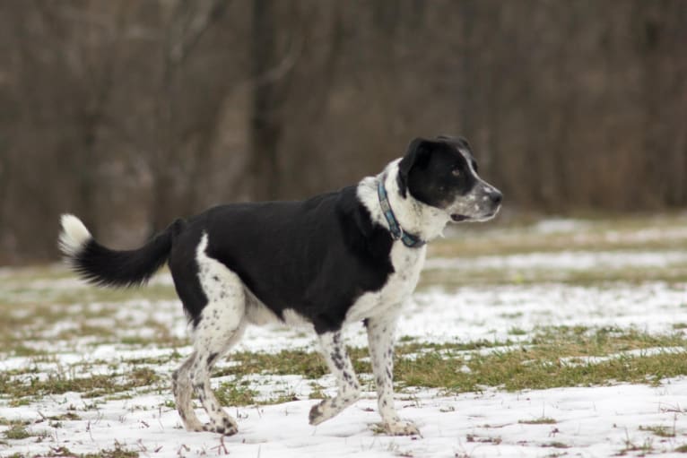 Arrow, a Labrador Retriever and Boston Terrier mix tested with EmbarkVet.com