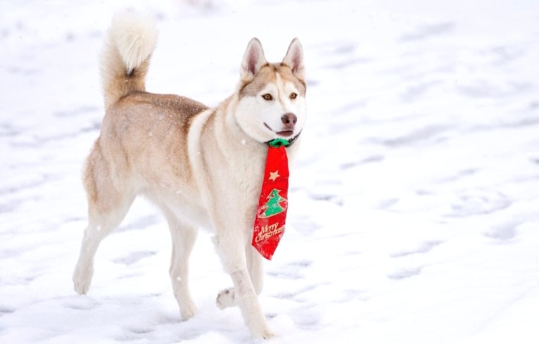 Kody Chasky, a Siberian Husky and American Pit Bull Terrier mix tested with EmbarkVet.com