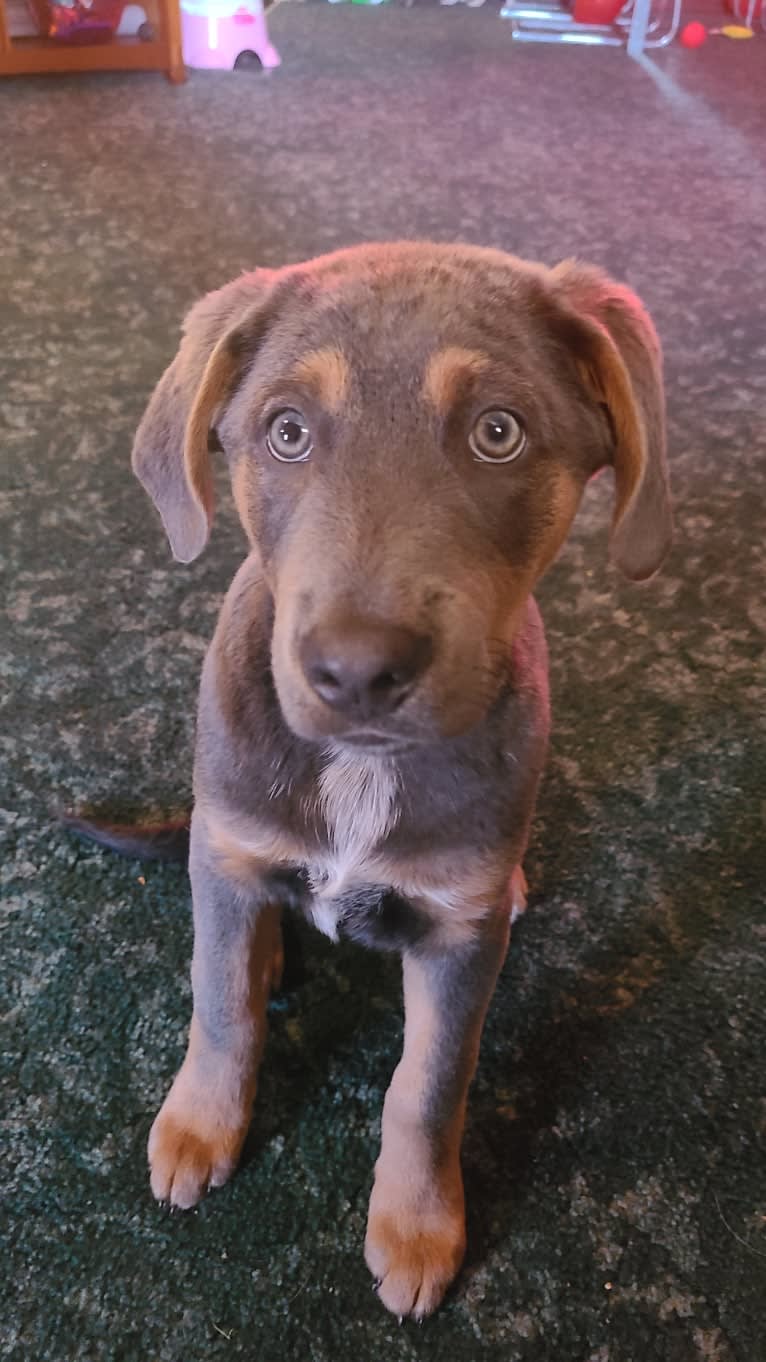 Ranger, an Australian Cattle Dog and Australian Shepherd mix tested with EmbarkVet.com