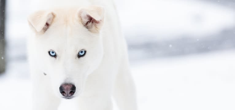 Dash, a Gerberian Shepsky (12.7% unresolved) tested with EmbarkVet.com