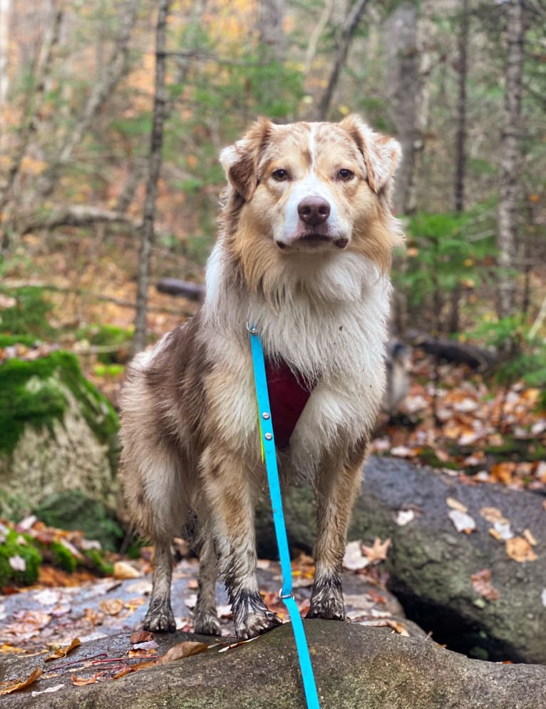 Neville, an Australian Shepherd tested with EmbarkVet.com