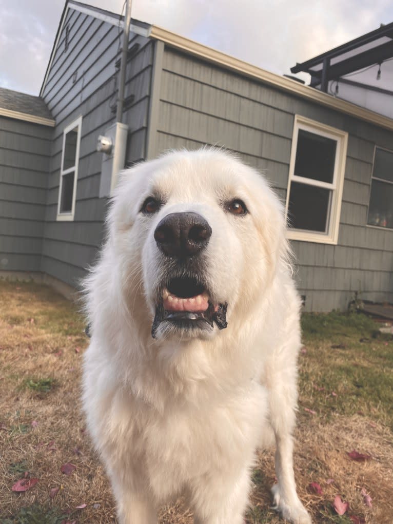 Haku, a Great Pyrenees tested with EmbarkVet.com