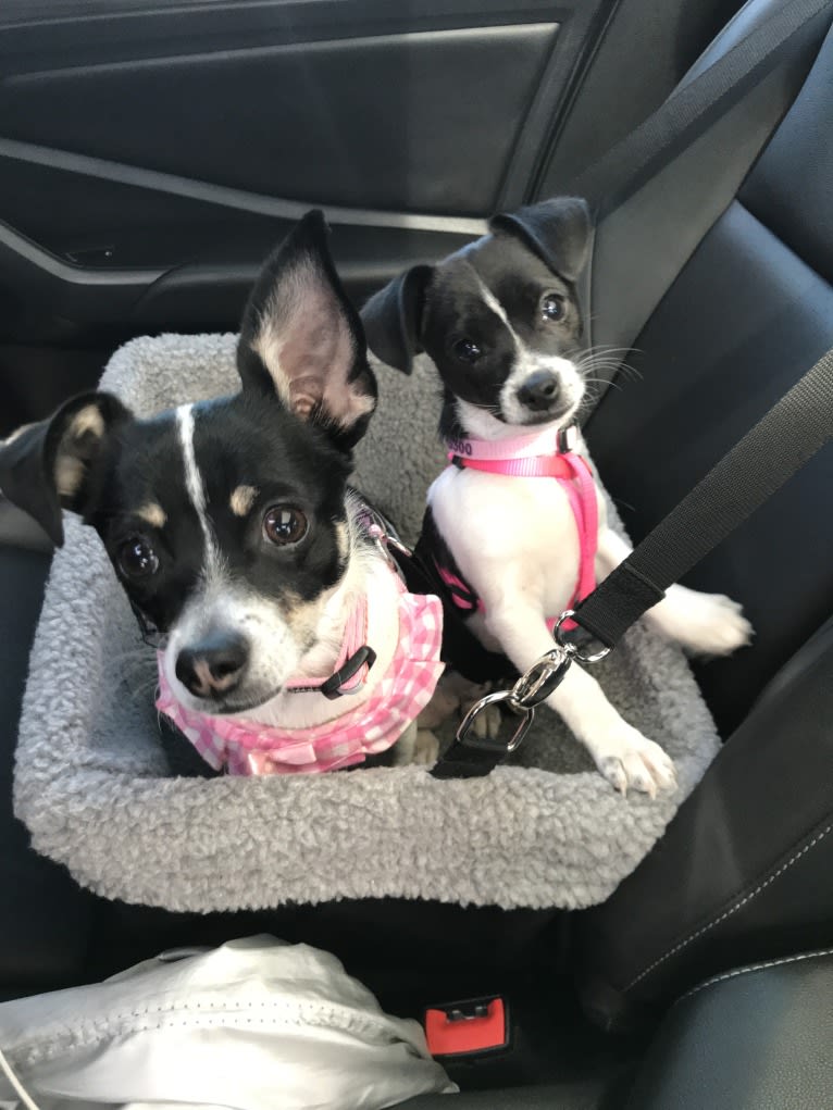 Cleo, a Chihuahua and Shih Tzu mix tested with EmbarkVet.com