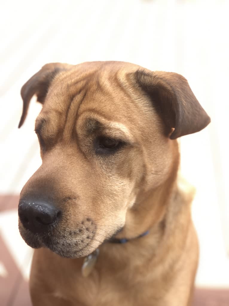 Archibald, a Labrador Retriever and Rottweiler mix tested with EmbarkVet.com