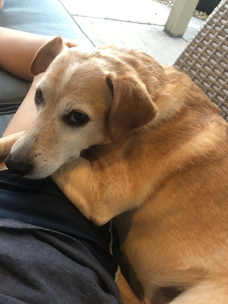 Sammy, a Rat Terrier and Golden Retriever mix tested with EmbarkVet.com