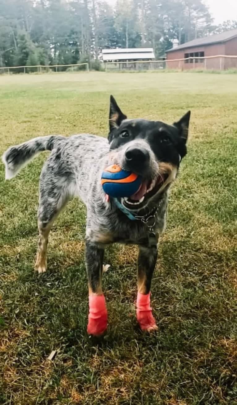 Millie AKA The Masked Millie, an Australian Cattle Dog tested with EmbarkVet.com