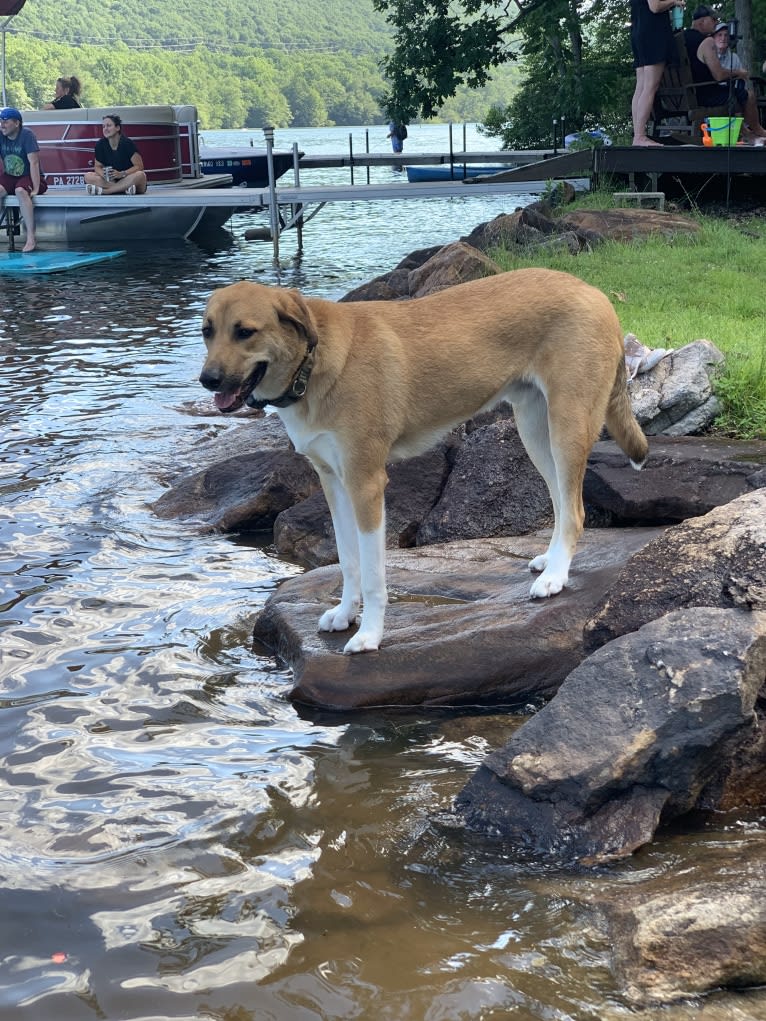 Remy, a Great Pyrenees and American Pit Bull Terrier mix tested with EmbarkVet.com