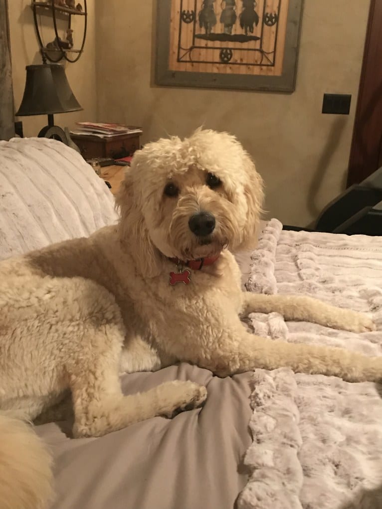 Odell, a Goldendoodle tested with EmbarkVet.com