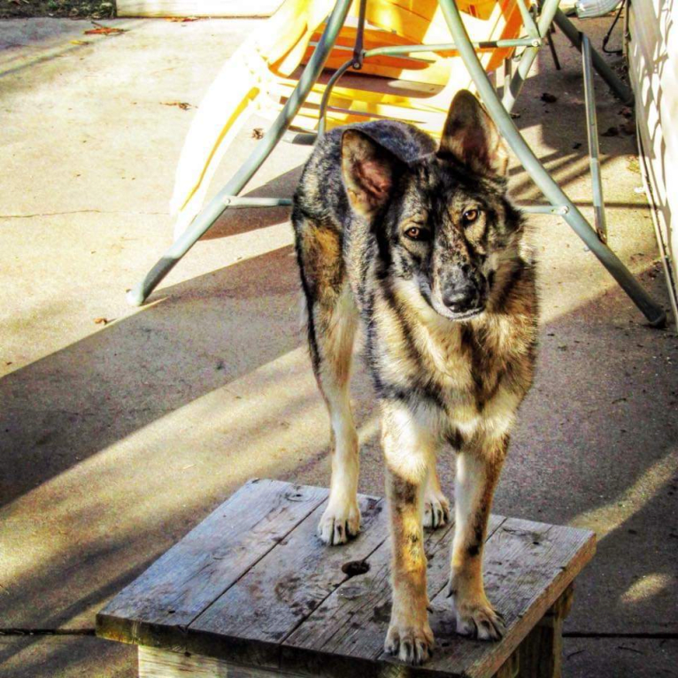 Riley, a German Shepherd Dog and Siberian Husky mix tested with EmbarkVet.com