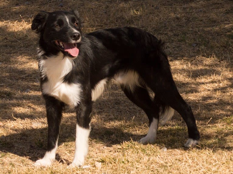 Tux, a Border Collie and Whippet mix tested with EmbarkVet.com