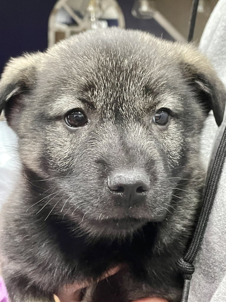 Brutus, a Norwegian Elkhound tested with EmbarkVet.com