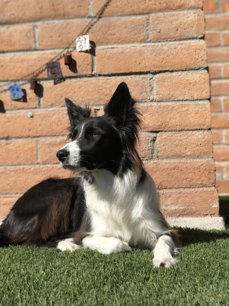 Riley, a Border Collie and German Shepherd Dog mix tested with EmbarkVet.com