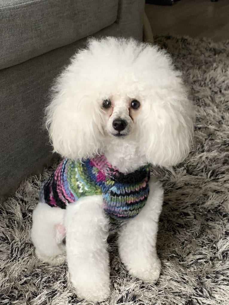 GiGi L'Amour, a Poodle (Small) tested with EmbarkVet.com