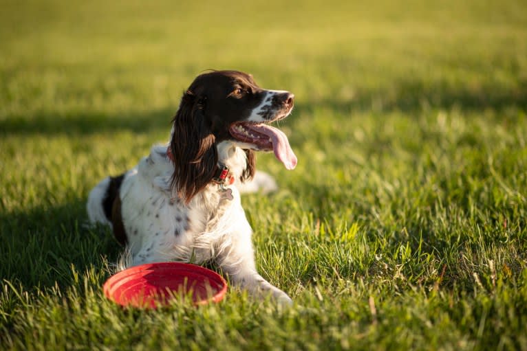 Maurann des Trois-Lacs, a French Spaniel tested with EmbarkVet.com