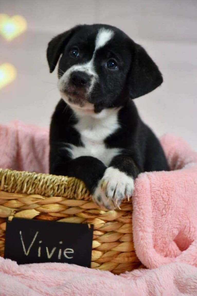 Vivie, an American Pit Bull Terrier and Labrador Retriever mix tested with EmbarkVet.com